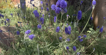 Lavender fun facts and uses, closeup of lavender flowers in Eilat, Israel